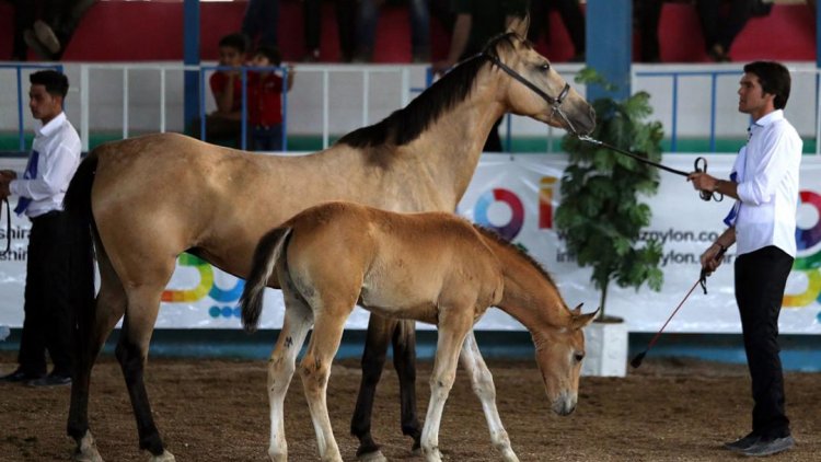 our generation persian show horse